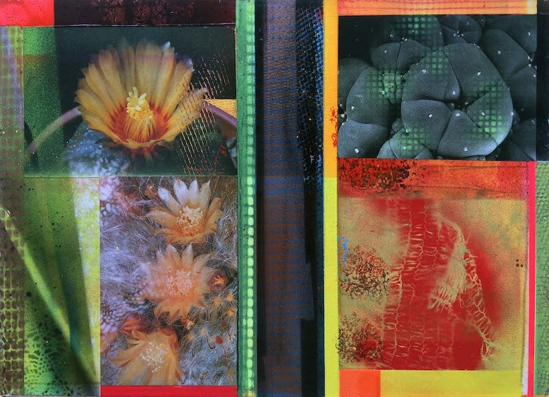 CACTI GARDEN 10 by David Ferry