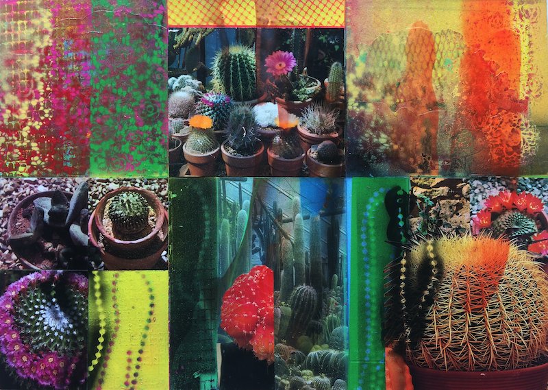 CACTI GARDEN 13 by David Ferry