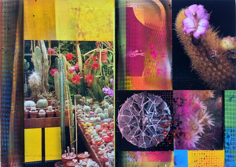 CACTI GARDEN 15 by David Ferry