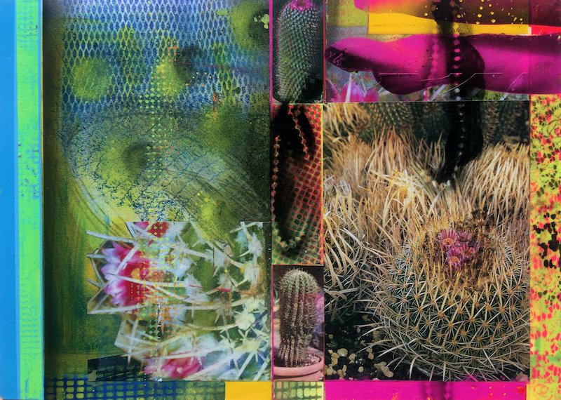 CACTI GARDEN 16 by David Ferry