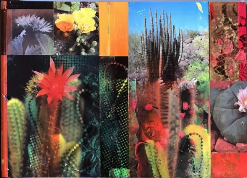 CACTI GARDEN 17 by David Ferry