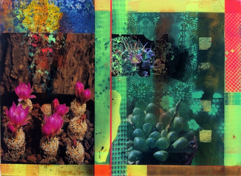 CACTI GARDEN 6 by David Ferry