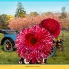 'Cadillac 20-30 HP' from 'Seasonal Veteran and Vintage Cars in Colour' by David Ferry