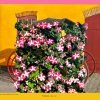 'Holsman' from 'Seasonal Veteran and Vintage Cars in Colour' by David Ferry